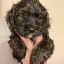 Cockapoo Puppies from Shimmer of Hope