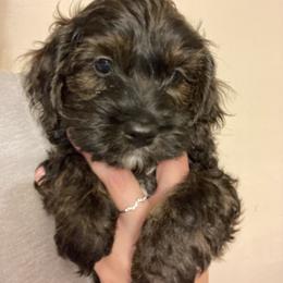Cockapoo Puppies from Shimmer of Hope