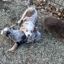 RMF - Red merle female Miniature American Shepherd puppy in Prairie Grove, Arkansas from IQ Farms