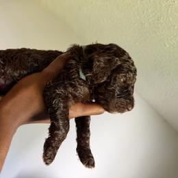 Blue - Brown male Poodle puppy in Atlanta, Georgia from Syren House Doodles & Poodles