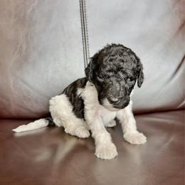 Chip - Parti male Labradoodle puppy in Kingman, Arizona from The Dood Ranch