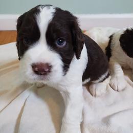 Favored - Liver and white male English Springer Spaniel puppy in Kingsport, Tennessee from Leandra's English Springer Spaniels
