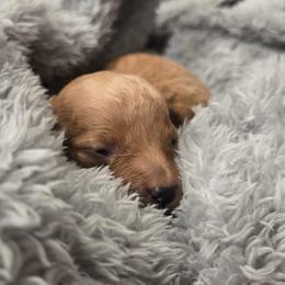 Brody - Apricot male Poodle puppy in Utica, Ohio from Poodle Me Crazy