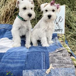 Miniature Schnauzer Puppies from Schnauzers on Robinson Lane