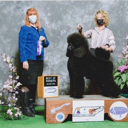 Poodle Puppies from D and D Standard Poodles