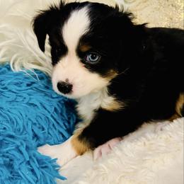 Black Tri - Black tri female Toy Australian Shepherd puppy in Oklahoma City, Oklahoma from Faith River Aussies