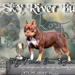 American Bully Puppies from Sky River Bullies