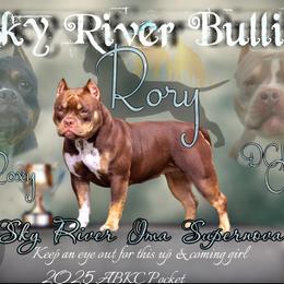 American Bully Puppies from Sky River Bullies