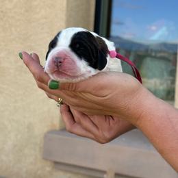 Pink collar - Brown and white female Saint Bernard puppy in Ramona, California from Buendias Ranch Saint Bernards & Bernese Mountain Dogs