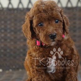 Crystal - Poodle puppy from TK Poodles