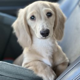 Bunny - Cream female Dachshund puppy in Visalia, California from Paradachs Kennels