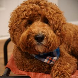 Jesse - Australian Labradoodle