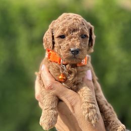 Girl 1 - Goldendoodle puppy in Boise, Idaho from Boise Doodlez