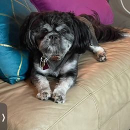Shih Tzu All Grown Up from Season's Shih Tzus