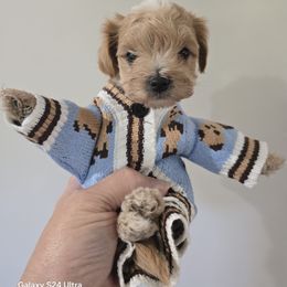 Winston - Cream male Maltipoo puppy in Tulsa, Oklahoma from Sunset Farm (Formally Florida)