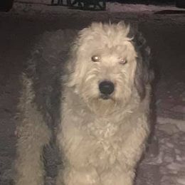 Great Danes, Old English Sheepdogs, Poodles, and Sheepadoodles from The Buttercream Ranch