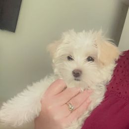 Morkie Puppies from Mandy's Morkies