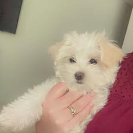 Morkie Puppies from Mandy's Morkies