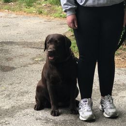 Molly - Chocolate female Labrador Retriever puppy in Strafford, New Hampshire from Alley Rock Labradors, LLC