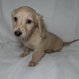 Melia - Cream female Dachshund puppy in Texarkana, Texas from Lolo&CoDachshunds