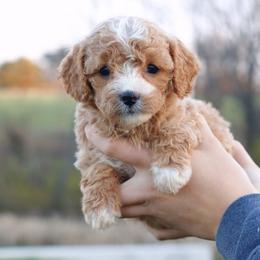 Cavachons and Cavapoos from Pleasant Home Pups