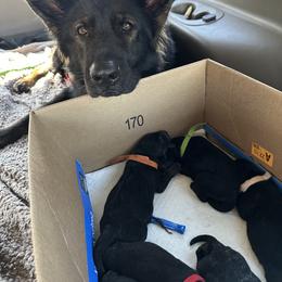German Shepherd Puppies from FuryHaus German Shepherds
