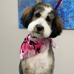 Millie - Bernedoodle
