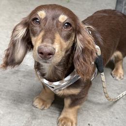 Dachshunds from AllStarDachshunds