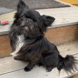 Howl - Chihuahua