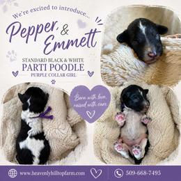 Purple Collar Girl - Black and White Parti - Parti female Poodle puppy in Charlo, Montana from Heavenly Hilltop Farm