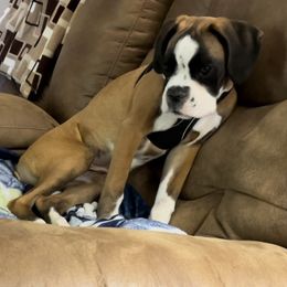 Boxer Puppies from Von Royal Dell'Infinite Deutscher