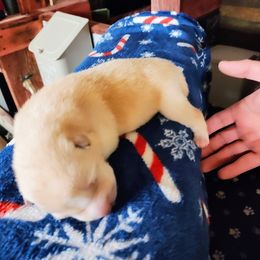 Pug and Shiba Inu Puppies from khshibas-khpugs