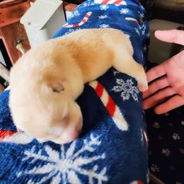 Pug and Shiba Inu Puppies from khshibas-khpugs