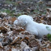 Border Collie, English Setter, and Miniature American Shepherd Puppies from First Harmony Farms