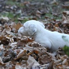 Border Collie, English Setter, and Miniature American Shepherd Puppies from First Harmony Farms