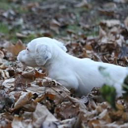 Border Collie, English Setter, and Miniature American Shepherd Puppies from First Harmony Farms