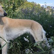 Shakti - Saluki