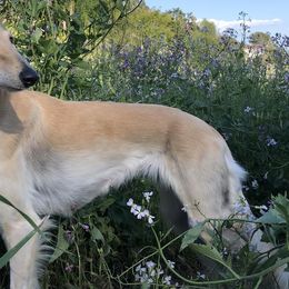Shakti - Saluki