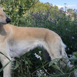 Shakti - Saluki