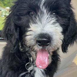 Sheepadoodles from NJ Sweetest Sheepadoodles