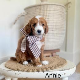 Peach Female - Red  female Goldendoodle puppy in Springville, Utah from JW Doodles
