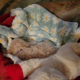 Poodle Puppies from J'Adore Doodles