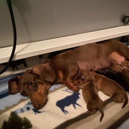 Dachshund Puppies from Serendipity Dachshunds