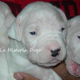 Dogo Argentino Puppies from La Historia Dogo