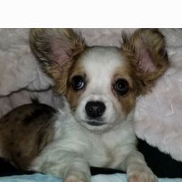 Patsy - Chihuahua
