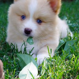 Pomsky Puppies from Acacia Pomskies