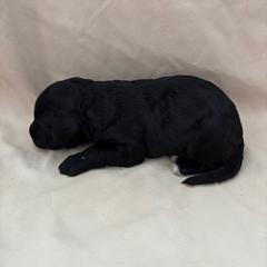 Bellini - Black female Bordoodle puppy in Indianapolis, Indiana from Indiana Bordoodles