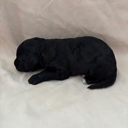 Bellini - Black female Bordoodle puppy in Indianapolis, Indiana from Indiana Bordoodles