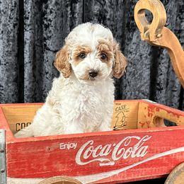 Ringo   (AKC Miniature Poodle) - Poodle puppy from Carman's Miniature Poodles