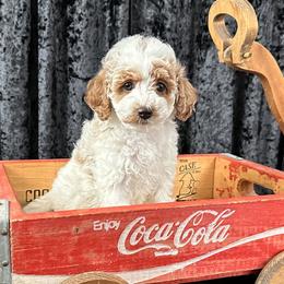 Ringo   (AKC Miniature Poodle) - Poodle puppy from Carman's Miniature Poodles